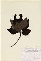 藏品(烏臼)的圖片